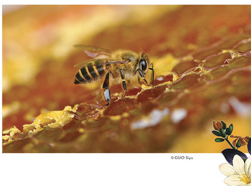 Guerlain World Day Bee