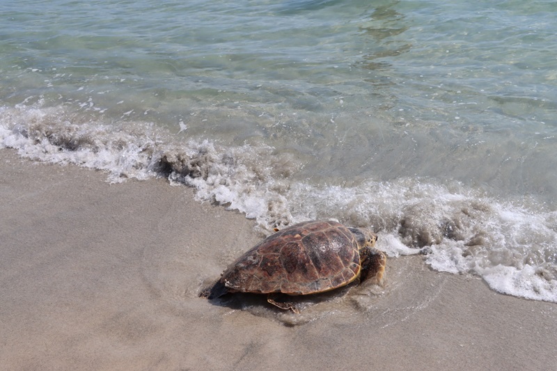 TAV Tunisie & Tortues marines
